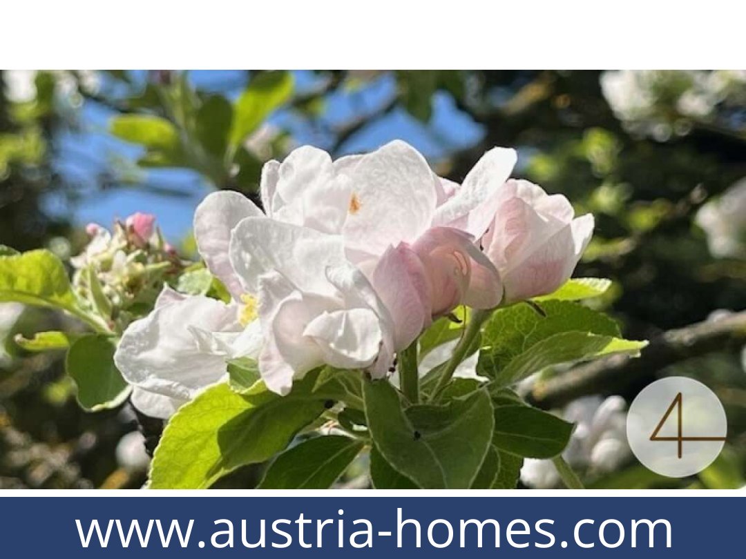 austria-homes-perwarth-3263-20250921114754-0028201005.jpg