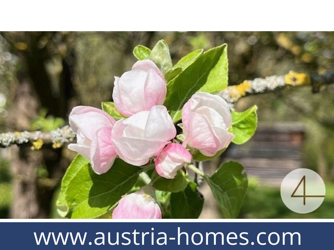 austria-homes-perwarth-3263-20250921114754-0028201007.jpg